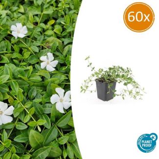 60 Stuks Maagdenpalm Gertrude Jekyll, Mooi Wit Stervormige Bloemen, Bodembedekker, Vinca minor  - ↕10-25cm - Ø9cm