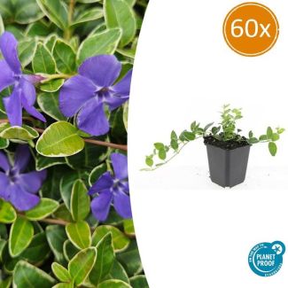 60 Stuks  Maagdenpalm, Lichtblauwe Stervormige Bloemen, Bodembedekker, Vinca minor  Ralph Shugert  - ↕10-25cm - Ø9cm