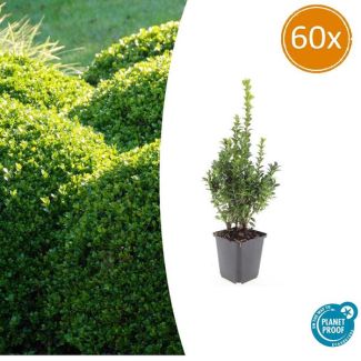 60x Buxus Sempervirens - de gewone buxus, winterharde haag  ↕10-25cm - Ø9cm
