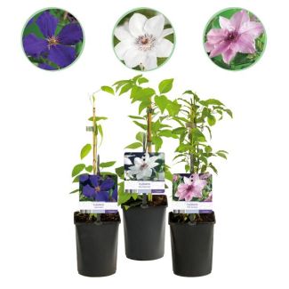 3 Stuks Clematis Roze - Wit - Paars