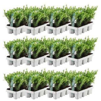 12 x 6 pack Ilex crenata  Jenny  - Ø7 cm - ↕15 cm
