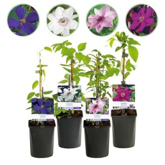 4 Stuks Clematis Roze - Wit - Paars - Rood