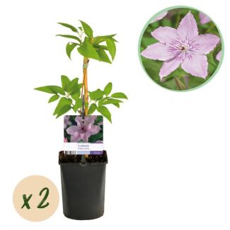 2 Stuks Clematis Roze