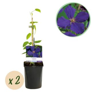 2 Sstuks Clematis Paars