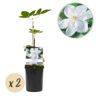 2 Stuks Clematis Wit