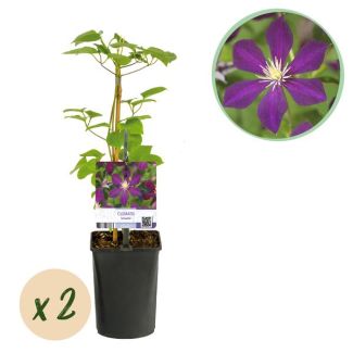 2 Stuks Clematis Paars