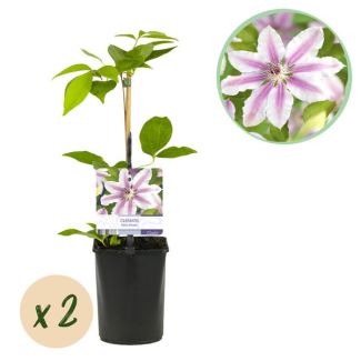 2 Stuks Clematis Wit met Roze
