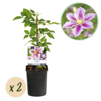 2 Stuks Clematis Wit met Roze