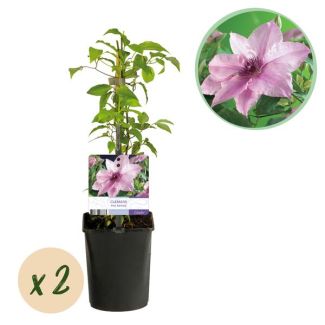 2 Stuks Clematis roze