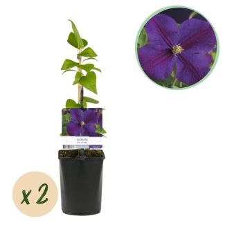 2 Stuks Clematis Diep Blauw
