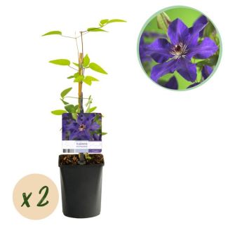 2 Stuks Clematis Paars