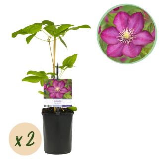 2 Stuks Clematis Roze