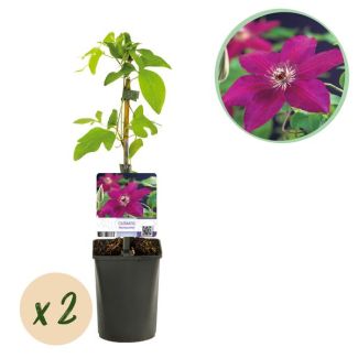 2 Stuks Clematis roze
