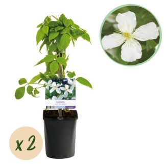 2 Stuks Clematis Wit