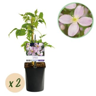 2 Stuks Clematis Roze