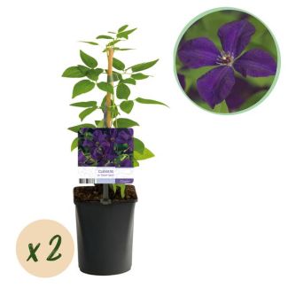 2 Stuks Clematis Paars