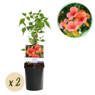 2 Stuks Trompetklimmer Oranje