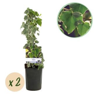 2 Stuks Hedera Bont