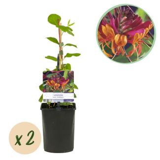 2 Stuks Kamperfoelie Roze - Geel