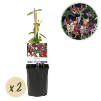 2 stuks Kamperfoelie Roze met Wit