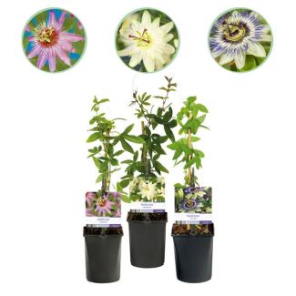 3 Stuks Passiebloem 3-kleurig Roze-Wit-Paars