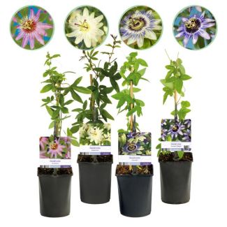4 Stuks Passiebloem Roze-Wit-Paars-Groen