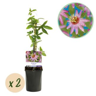 2 Stuks Passiebloem Roze