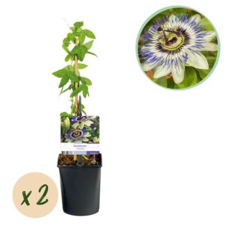 2 Stuks Passiebloem Blauw-Wit/Groen