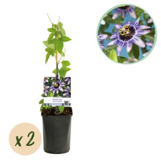 2 Stuks Passiebloem Paars-Wit