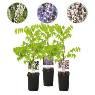 3 Stuks Blauwe Regen meerdere kleuren Blauw - Roze - Wit