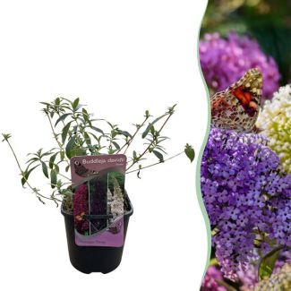 Vlinderstruik 3 kleuren