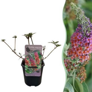 Vlinderstruik Roze met Oranje