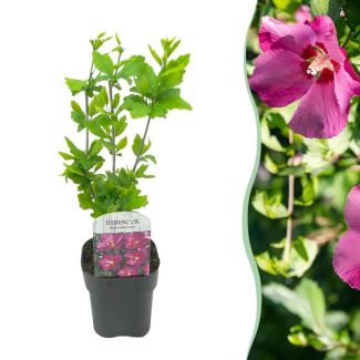 Althea Struik Roze met donker hart