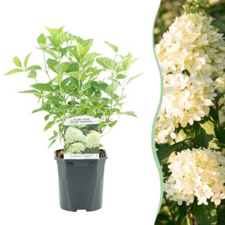 Pluim Hortensia Groen - Creme - Zachtroze
