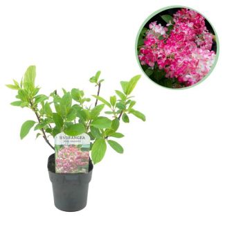 Pluim Hortensia Creme - Roze
