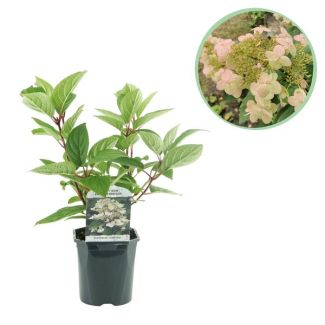 Pluim Hortensia Wit tot Wijnrood