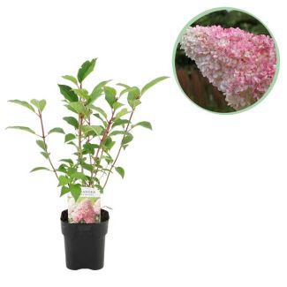 Pluim Hortensia Creme - Zachtroze - Diep Aardbeirood