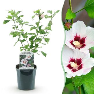 Althea Struik Wit met rozeHart