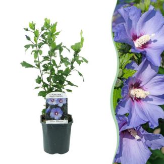 Althea Struik Blauw met donker hart
