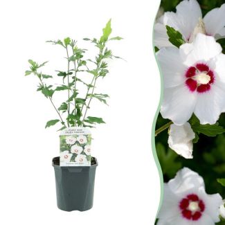 Althea Struik Wit met Rood hart