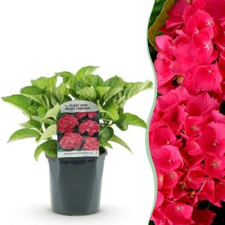 Hortensia Roze/Rood