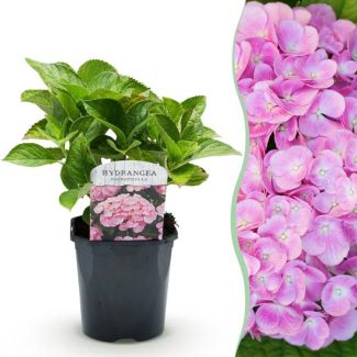 Hortensia Roze
