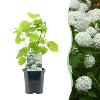 Sneeuwbalhortensia Wit