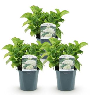 3 Stuks Hortensia Wit