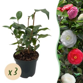 3 Stuiks Japanse Camelia Driekleurig