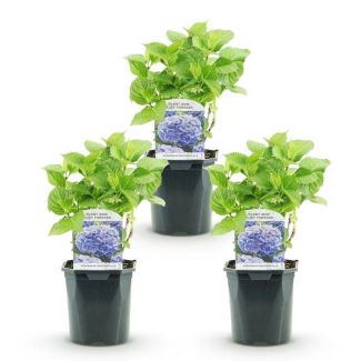 3 Stuks Hortensia Blauw
