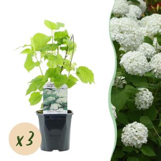 3 Stuks Sneeuwbalhortensia Wit