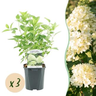 3 Stuks Pluimhortensia Groen - Creme - Zachtroze