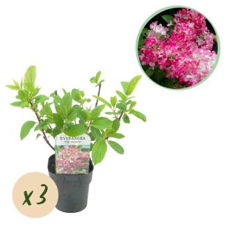 3 Stuks Pluimhortensia Wit - Roze