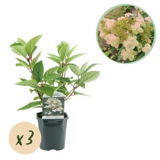3 Stuks Pluimhortensia Wit tot wijnrood